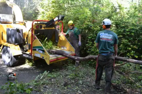 tree services San Juan Bautista